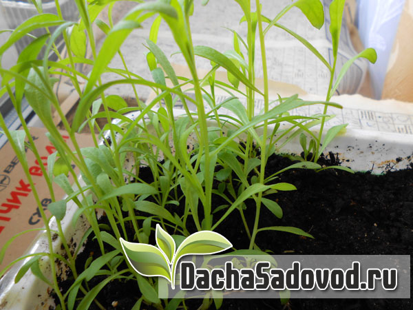 Выращивание пряностей на балконе - Получение свежих пряных трав в домашних условиях - DachaSadovod.ru