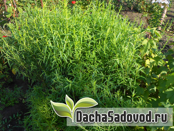 Выращивание пряностей на балконе - Получение свежих пряных трав в домашних условиях - DachaSadovod.ru