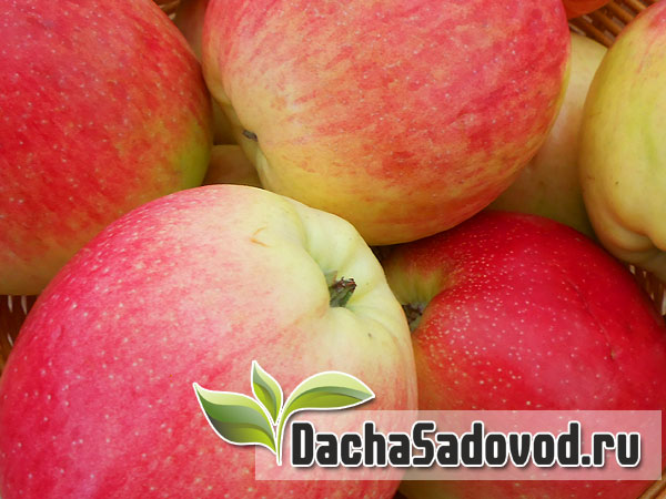 Яблоня сорт Афродита - Описание сорта, особенности выращивания, фото яблони сорта Афродита - DachaSadovod.ru
