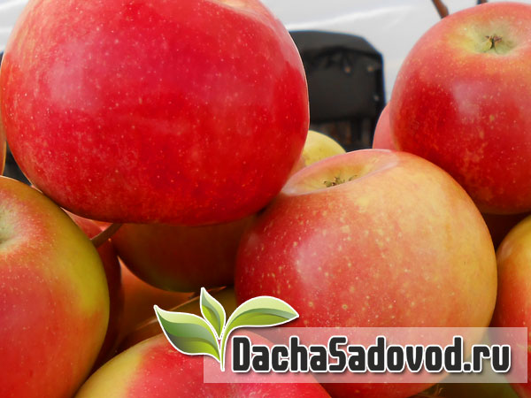Яблоня сорт Айдаред (Idared) - Описание сорта, особенности выращивания, фото яблони сорта Айдаред (Idared) - DachaSadovod.ru
