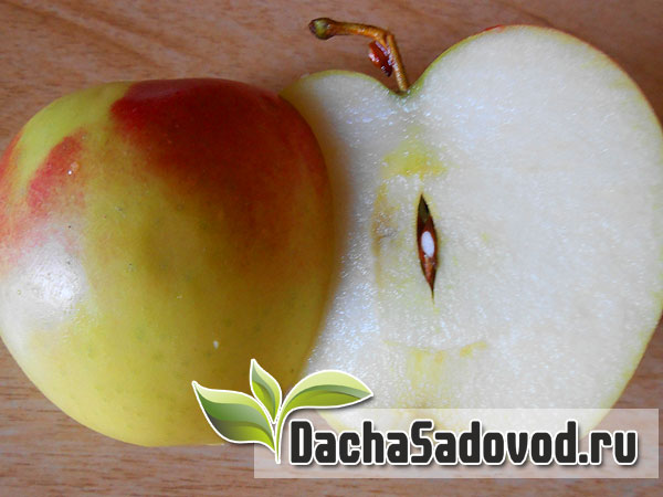 Яблоня сорт Ароматное - Описание сорта, особенности выращивания, фото яблони сорта Ароматное - DachaSadovod.ru