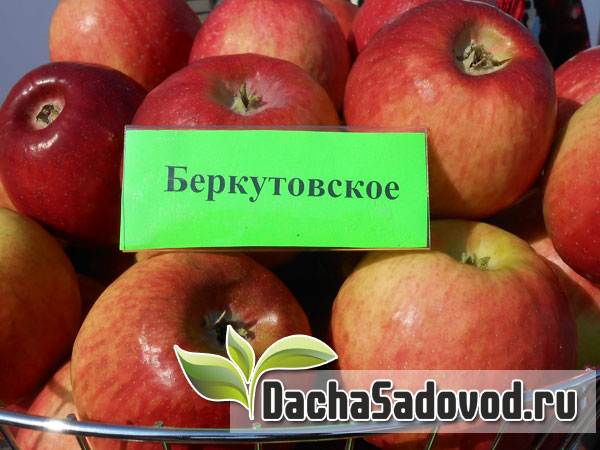 Яблоня сорт Беркутовское - Описание сорта, особенности выращивания, фото яблони сорта Беркутовское - DachaSadovod.ru