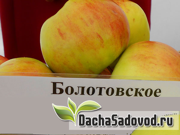 Яблоня сорт Болотовское - Описание сорта, особенности выращивания, фото яблони сорта Болотовское - DachaSadovod.ru