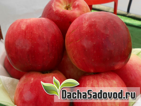 Яблоня сорт Былина - Описание сорта, особенности выращивания, фото яблони сорта Былина - DachaSadovod.ru