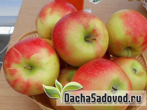 Яблоня сорт Джонаголд - Описание сорта, особенности выращивания, фото яблони сорта Джонаголд - DachaSadovod.ru