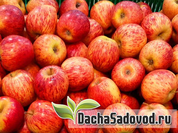 Яблоня сорт Гала - Описание сорта, особенности выращивания, фото яблони сорта Гала - DachaSadovod.ru