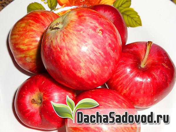 Яблоня сорт Грушовка - Описание сорта, особенности выращивания, фото яблони сорта Грушовка - DachaSadovod.ru