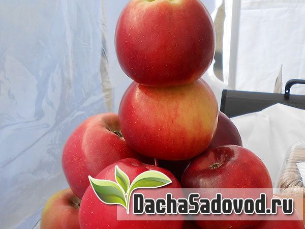 Яблоня сорт Колонновидный ДК-1 - Описание сорта, особенности выращивания, фото яблони сорта Колонновидный ДК-1 - DachaSadovod.ru
