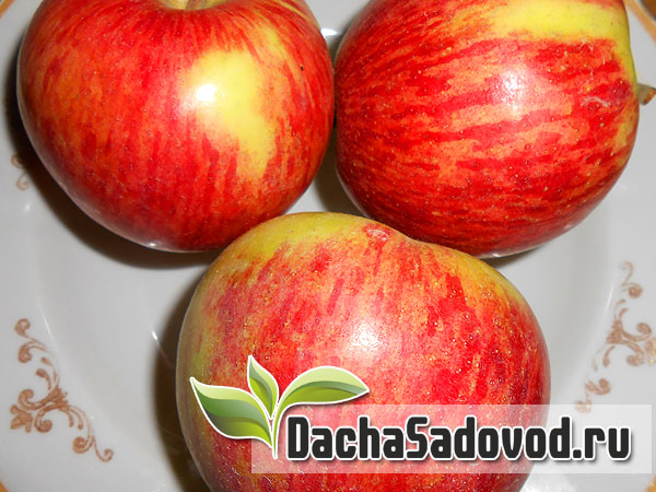 Яблоня сорт Конфетное - Описание сорта, особенности выращивания, фото яблони сорта Конфетное - DachaSadovod.ru