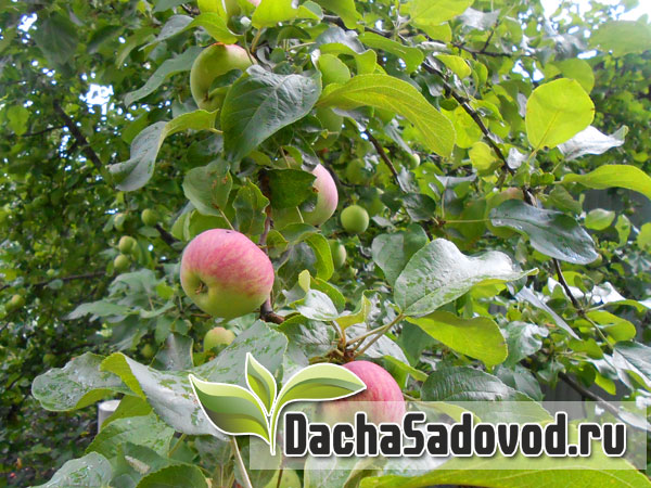 Яблоня сорт Конфетное - Описание сорта, особенности выращивания, фото яблони сорта Конфетное - DachaSadovod.ru