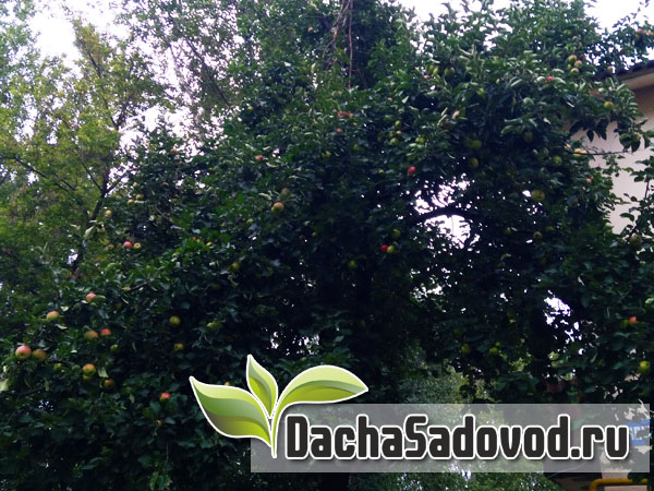 Яблоня сорт Мантет - Описание сорта, особенности выращивания, фото яблони сорта Мантет - DachaSadovod.ru