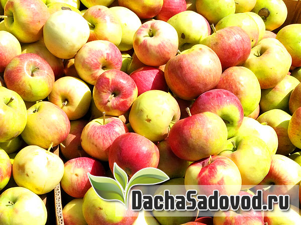 Яблоня сорт Мелба - Описание сорта, особенности выращивания, фото яблони сорта Мелба - DachaSadovod.ru