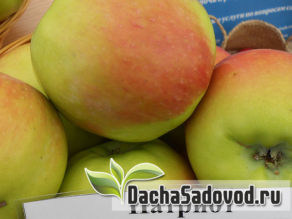 Яблоня сорт Патриот - Описание сорта, особенности выращивания, фото яблони сорта Патриот - DachaSadovod.ru