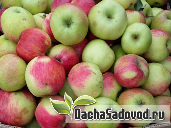 Яблоня сорт Скала - Описание сорта, особенности выращивания, фото яблони сорта Скала - DachaSadovod.ru
