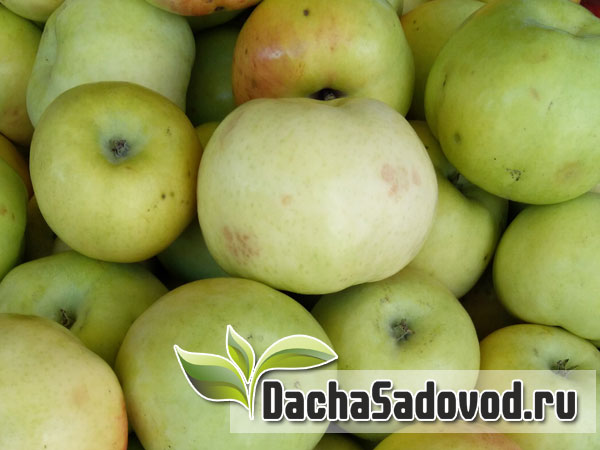 Яблоня сорт Снежок - Описание сорта, особенности выращивания, фото яблони сорта Снежок - DachaSadovod.ru