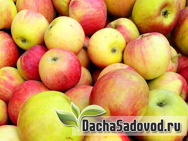 Яблоня сорт Солнышко - Описание сорта, особенности выращивания, фото яблони сорта Солнышко - DachaSadovod.ru