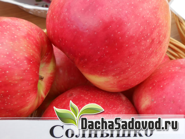 Яблоня сорт Солнышко - Описание сорта, особенности выращивания, фото яблони сорта Солнышко - DachaSadovod.ru