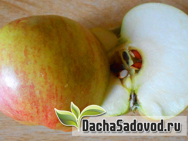 Яблоня сорт Спартан - Описание сорта, особенности выращивания, фото яблони сорта Спартан - DachaSadovod.ru