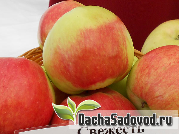 Яблоня сорт Свежесть - Описание сорта, особенности выращивания, фото яблони сорта Свежесть - DachaSadovod.ru