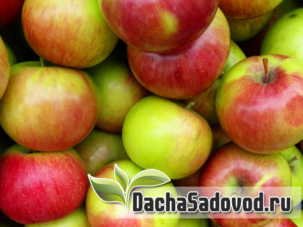 Яблоня сорт Уэлси (Welthy) - Описание сорта, особенности выращивания, фото яблони сорта Уэлси - DachaSadovod.ru