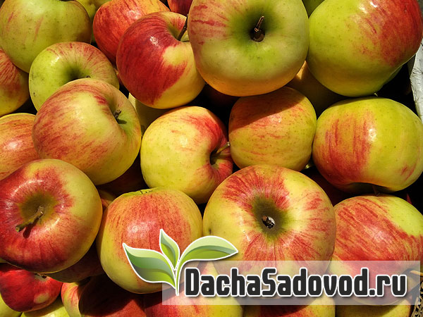 Яблоня сорт Успенское - Описание сорта, особенности выращивания, фото яблони сорта Успенское - DachaSadovod.ru