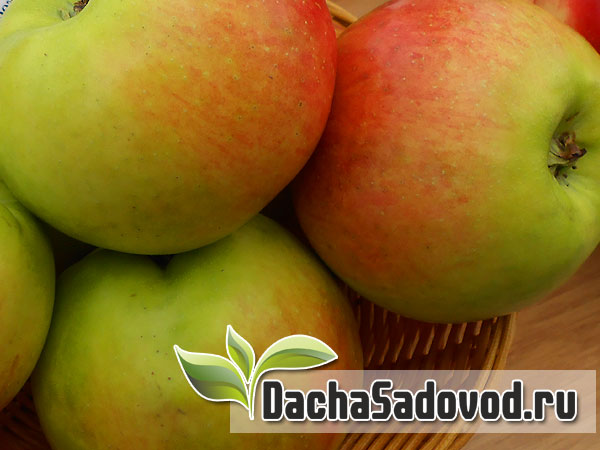 Яблоня сорт Вавиловское - Описание сорта, особенности выращивания, фото яблони сорта Вавиловское - DachaSadovod.ru
