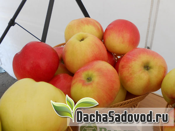Яблоня сорт Вымпел - Описание сорта, особенности выращивания, фото яблони сорта Вымпел - DachaSadovod.ru