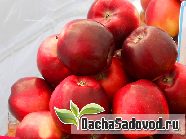 Яблоня сорт Зилия - Описание сорта, особенности выращивания, фото яблони сорта Зилия - DachaSadovod.ru
