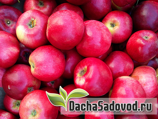 Яблоня сорт Звёздочка - Описание сорта, особенности выращивания, фото яблони сорта Звёздочка - DachaSadovod.ru