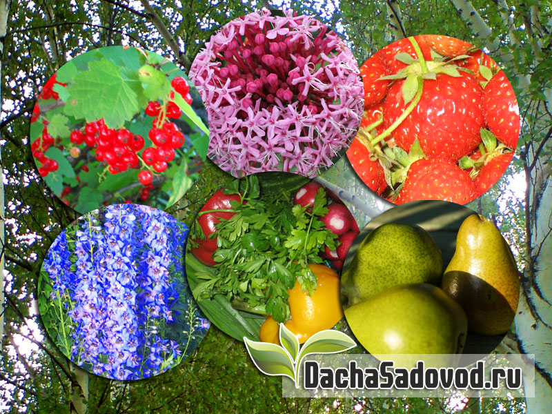 Дача, сад и огород - DachaSadovod.ru